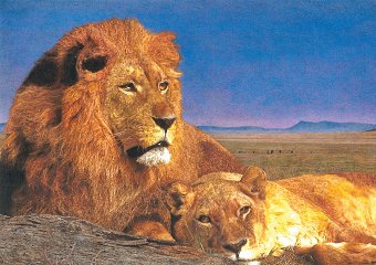 'Serene Wild’ Painting