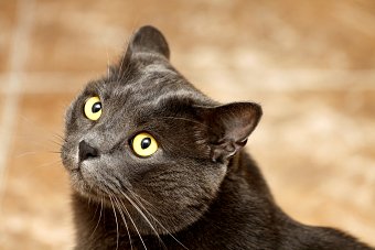 Photography "Gato"