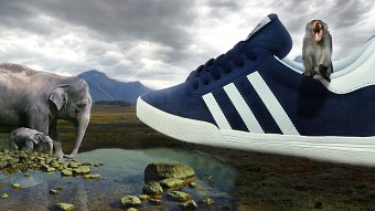 Wild Shoe