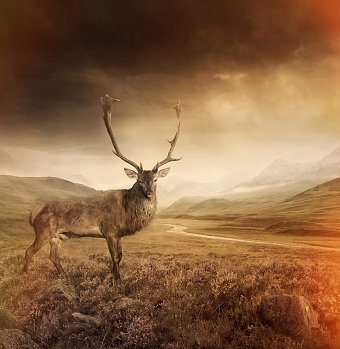 Stag Project Retouching