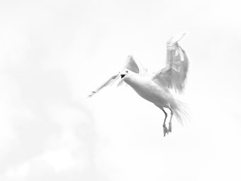 Anger