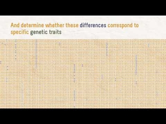 Animation for MalariaGEN project