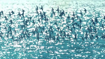 Emporio Armani SS15 90 second trailer