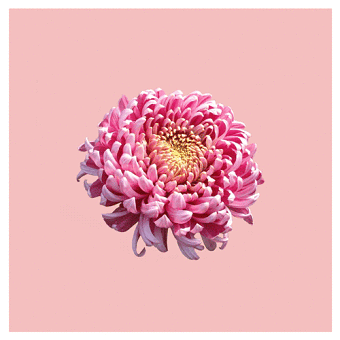 Chrysanthemum