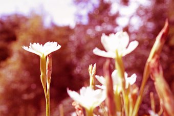 Personal Photography - Capturing Summer 2015