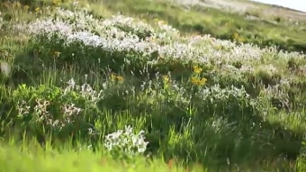 Deosai - The Last Sanctuary documentary