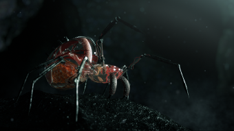 Nanospider