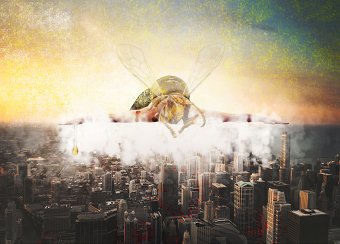 Bee