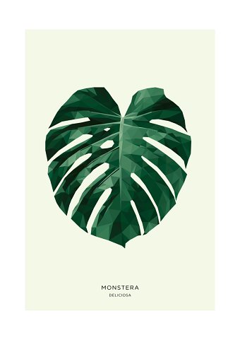Monstera