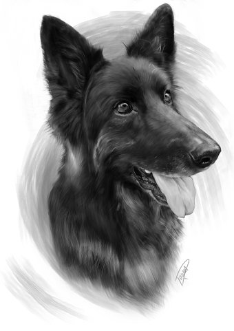 Drawn to Life Illustrations
