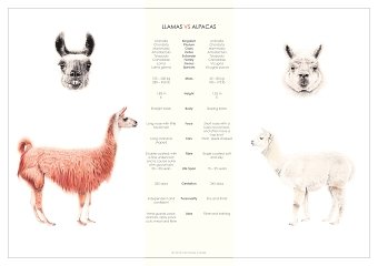 Llamas VS Alpacas