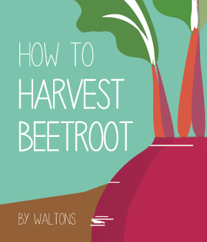 How to Harvest a Beetroot