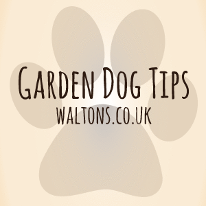 Dog Friendly Garden