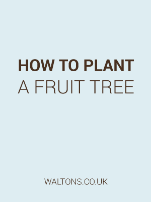 How to Plant a Fruit Tree