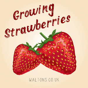 How to Grow Strawberries