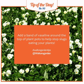 Tip of the Week