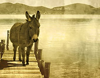 Little Donkey EP