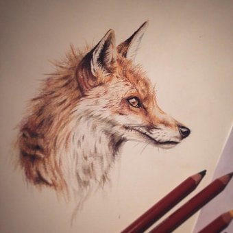 Original Pencil Sketches