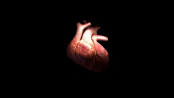 Blood Flow
