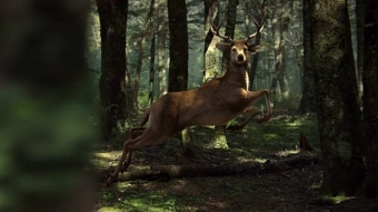 Żubr Deer