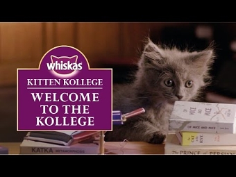 Kitten Kollege