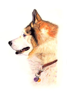 Siberian Husky