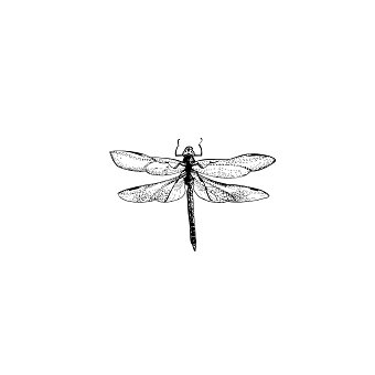 Insect Illustrations