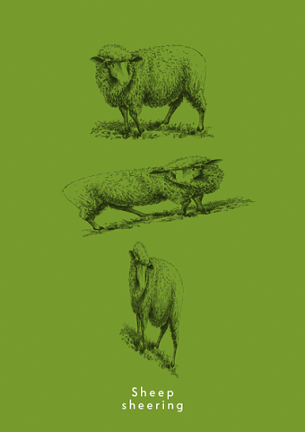 Sheep shearing
