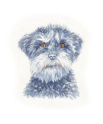 Dog portraits (watercolour)