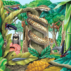 Rainforest Diorama - Section Three