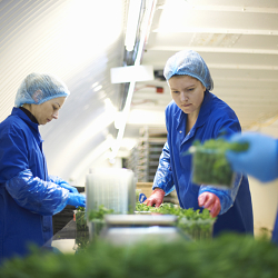 growing underground