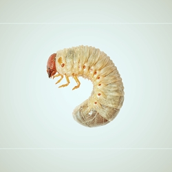MICROCOSMOS