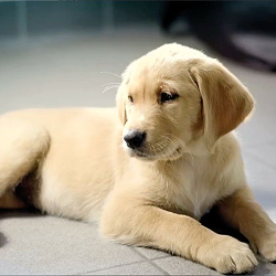 Guide Dogs - Who Knew?