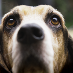 Direct Line Pet Fix
