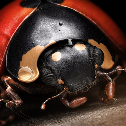 Mr Ladybird - 3D artwork