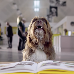 Sponsor a dog DRTV