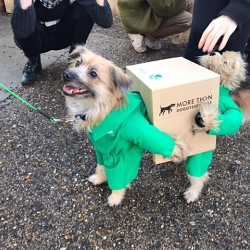 MoreThan Doggyssentials