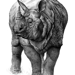 Illustration | Rhino