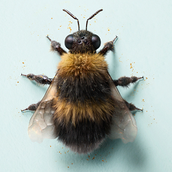 Bumble Bee