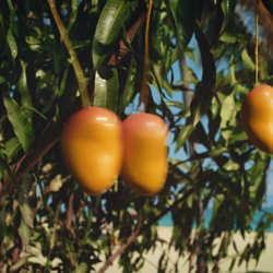 TALKING MANGOES | PICKIN' DAY