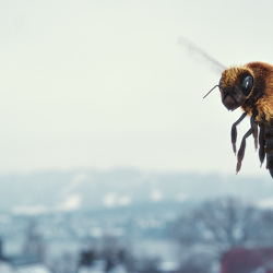 IKEA Bee - You Decide When It's Spring