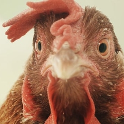 The Popping Chicken