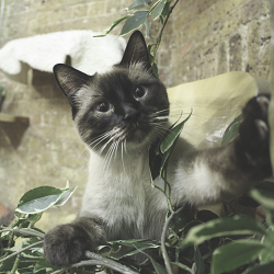 London Cat Village Photography