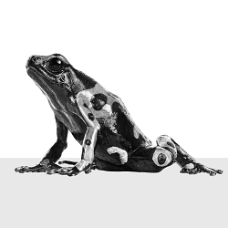 Dendrobates leucomelas
