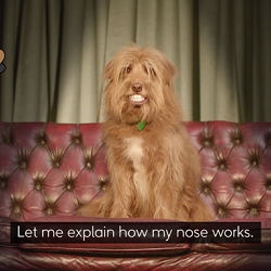 Russell Kane voices ‘Pet Peeves’ comedy series for MORE TH>N