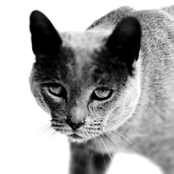 Royal Canin España