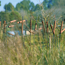 WETLANDS