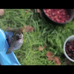 Doritos Angler Superbowl ad 30'