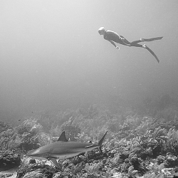 Freediving with Sharks