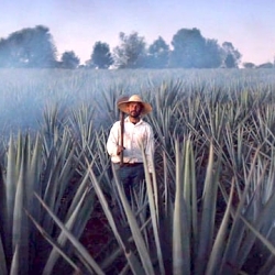Patrón Tequila x Guillermo del Toro